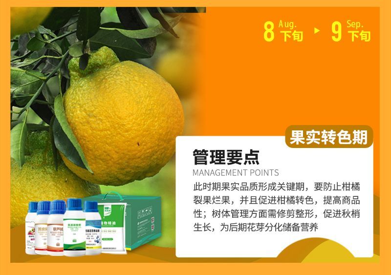 此時期果實品質形成關鍵期，要防止柑橘裂果爛果，并且促進柑橘轉色，提高商品性;樹體管理方面需修剪整形，促進秋梢生長，為后期花芽分化儲備營養